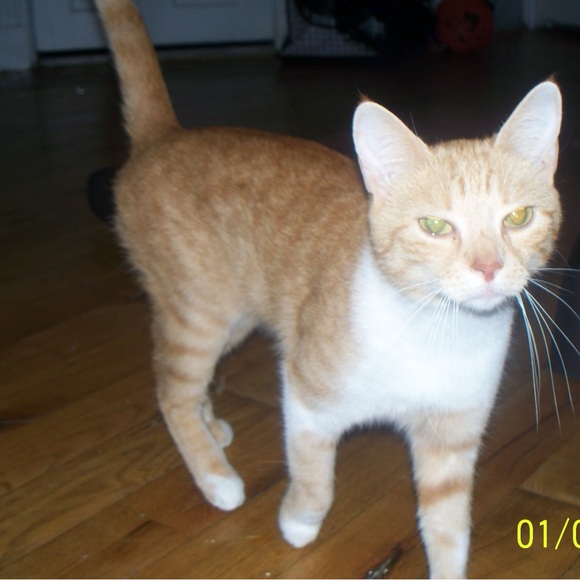 Meet your Posher, Tia - Picture 1 of 1